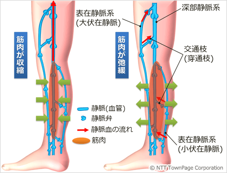 図1　脚の静脈
