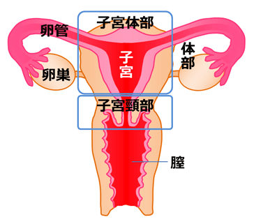 図1　子宮の構造