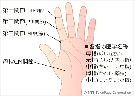 図1　指の関節と名称
