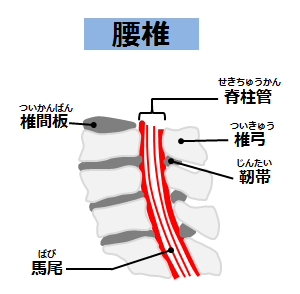 腰椎部の構造 詳細