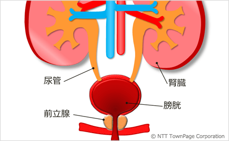 図1　前立腺の位置（断面図：正面）