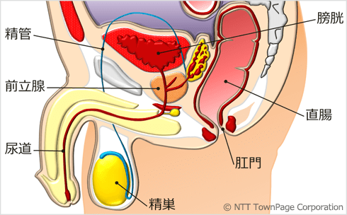 図2　前立腺周辺の臓器（断面図：側面）