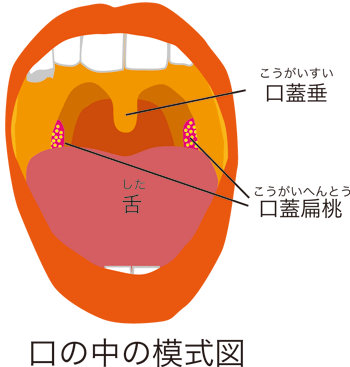 口の中の模式図