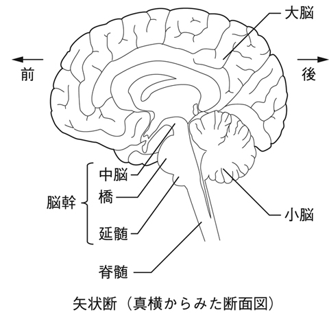 病気事典の図表