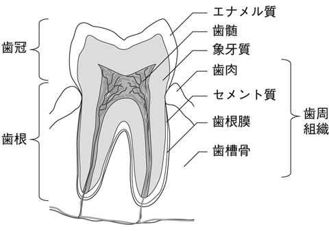 病気事典の図表