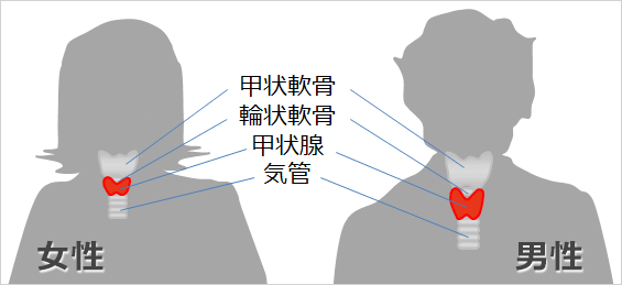 図1　甲状腺の位置