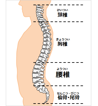 腰椎部の構造