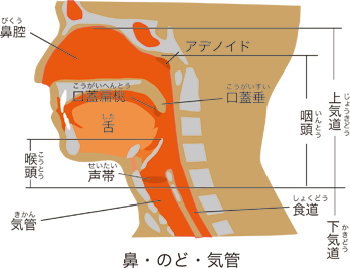 鼻・のど・気管の図解