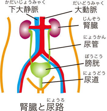 腎臓と尿路